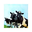 Pink Floyd – Atom Heart Mother
