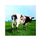 Pink Floyd – Atom Heart Mother