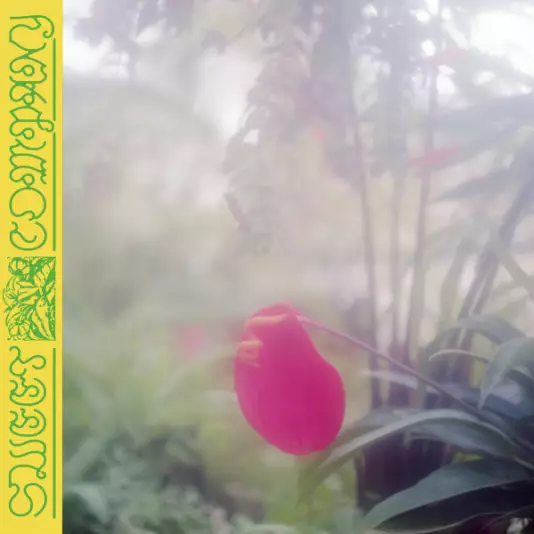 Jabu - Sweet company