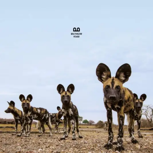 Balthazar - Fever LP
